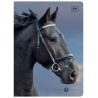 4X ZESZYT A5, 16 KARTEK, KRATKA, KONIE / HORSES, ŚCIĄGI, INTERDRUK